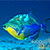 Snorkel Cozumel with Best Cozumel Snorkel Tour to best Reefs in Cozumel and El Cielo