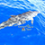 Snorkel Cozumel with our best Cozumel snorkel guides, Dolphin Swim