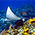 snorkel in cozumel with eaglerays