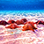 snorkeling cozumel at el cielo and found seastars