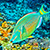 Parrotfish in Cozimel during Snorkel Tour in Cozumel Mexico